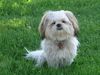 Shih Tzu Hund