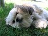 Shih Tzu Hund