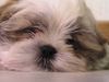 Shih Tzu Hund