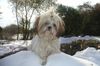 Shih Tzu Hund