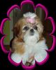 Shih Tzu Hund