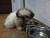 Shih Tzu Hund