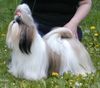 Shih Tzu Hund