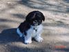 Shih Tzu Hund