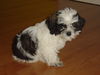 Shih Tzu Hund