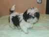 Shih Tzu Hund