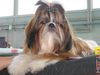 Shih Tzu Hund