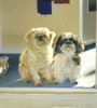 Shih Tzu Hund