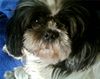 Shih Tzu Hund