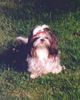 Shih Tzu Hund