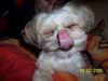 Shih Tzu Hund