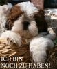 Shih Tzu Hund