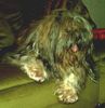 Shih Tzu Hund