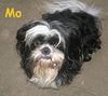 Shih Tzu Hund