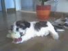 Shih Tzu Hund