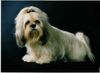 Shih Tzu Hund