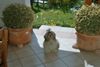 Shih Tzu Hund