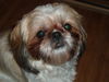 Shih Tzu Hund