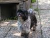 Shih Tzu Hund