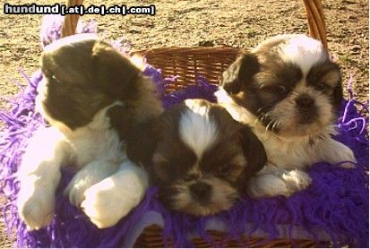 Shih Tzu Drei Shih-Tzu-Babys vom Spatzenhaus