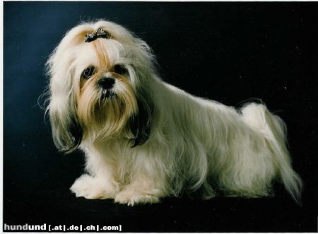 Shih Tzu Mein Liebling