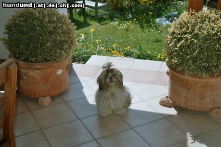 Shih Tzu Meine Schiwa