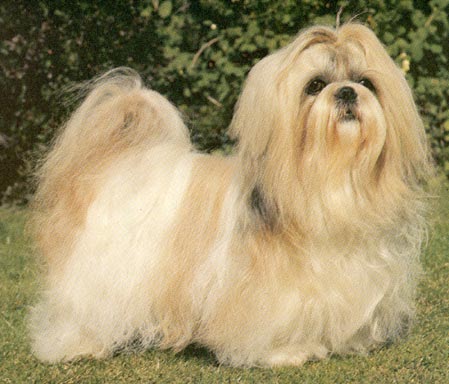 Shih Tzu