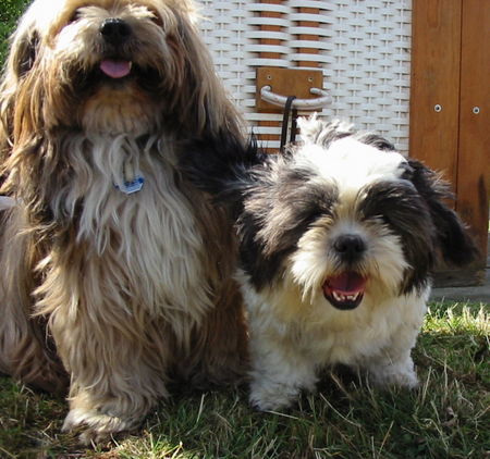 Shih Tzu shiva und sherab