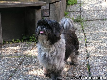 Shih Tzu teddy