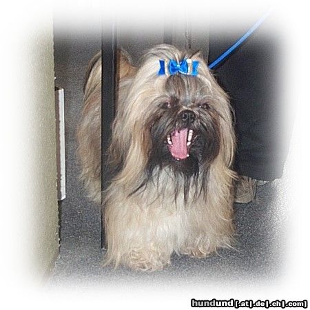 Shih Tzu Kitaro 