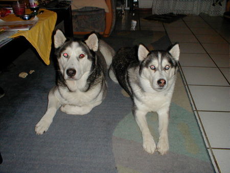 Siberian Husky Lady und Randy