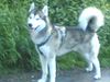 Siberian Husky Hund