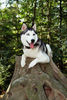 Siberian Husky Hund