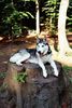 Siberian Husky Hund