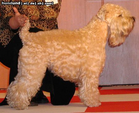 Irischer Soft Coated Wheaten Terrier Champion of champions Barbara Bush KNÍ-YORK, CZ