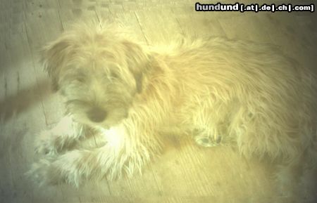 Irischer Soft Coated Wheaten Terrier Chrissie, 4.5 Monate