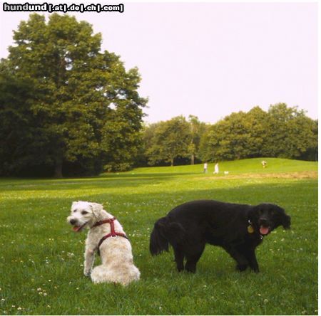 Irischer Soft Coated Wheaten Terrier Chrissie + Kompagnon