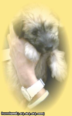 Irischer Soft Coated Wheaten Terrier Chrissie, 6 Wochen alt