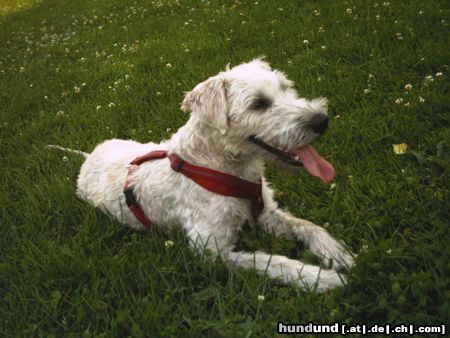 Irischer Soft Coated Wheaten Terrier Chrissie, 8 Monate