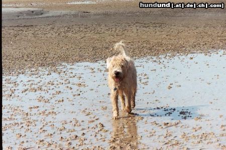 Irischer Soft Coated Wheaten Terrier www.wildsau wheaten im watt