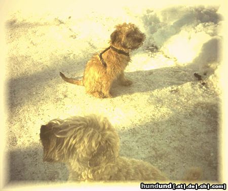 Irischer Soft Coated Wheaten Terrier Klein und groß