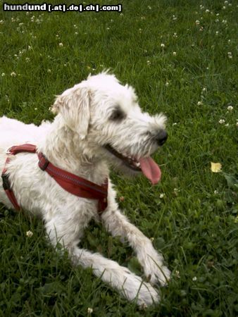 Irischer Soft Coated Wheaten Terrier Chrissie, 8 Monate