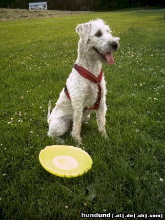 Irischer Soft Coated Wheaten Terrier Chrissie, 8 Monate