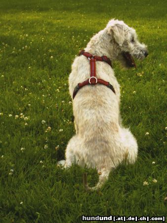 Irischer Soft Coated Wheaten Terrier Chrissie, ein schöner Rücken kann auch entzücken