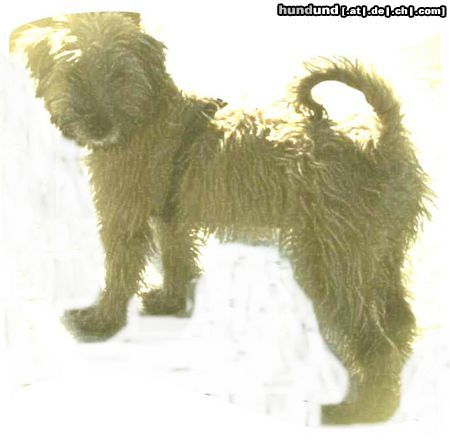 Irischer Soft Coated Wheaten Terrier Chrissie, 3.5 Monate