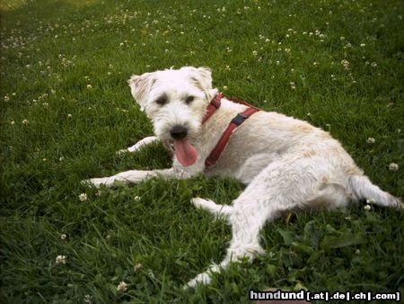 Irischer Soft Coated Wheaten Terrier Chrissie, 8 Monate in Hitzeschur