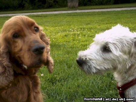 Irischer Soft Coated Wheaten Terrier verbunden  (Chrissie)