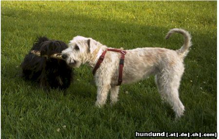 Irischer Soft Coated Wheaten Terrier Chrissie