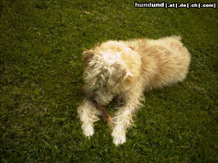 Irischer Soft Coated Wheaten Terrier Chrissie 7.5 Monate