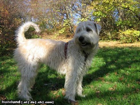 Irischer Soft Coated Wheaten Terrier Chrissie nun ein Jahr 3